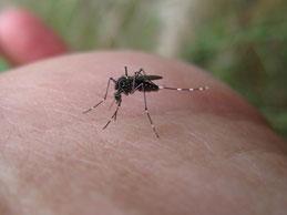 Mosquito Biting Human